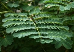 Kit De Culture - Orgueil De Chine - 10 Graines - Caesalpinia Pulcherrima -Flora Soldes 640641f12730a7.73038490