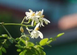 Kit De Culture - Moringa - 10 Graines - Moringa Oleifera -Flora Soldes 640641f4547a73.61153088