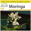 Kit De Culture - Moringa - 10 Graines - Moringa Oleifera -Flora Soldes 640641f4591fb8.46867960