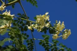 Kit De Culture - Moringa - 10 Graines - Moringa Oleifera -Flora Soldes 640641f45e0099.40617785