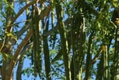 Kit De Culture - Moringa - 10 Graines - Moringa Oleifera -Flora Soldes 640641f462d1b0.92586215