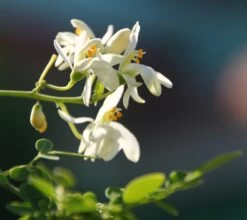 Kit De Culture - Moringa - 10 Graines - Moringa Oleifera -Flora Soldes 640641f4686cb0.45653273