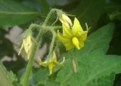 Kit De Culture - Tomate San Marzano - 10 Graines - Lycopersicon Esculentum -Flora Soldes 640641fa29a824.71109885