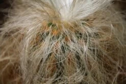 Kit De Culture - Vieil Homme Des Andes - 40 Graines - Oreocereus Celsianus 14 Kit De Culture - Vieil Homme Des Andes - 40 Graines - Oreocereus Celsianus -Flora Soldes 6406421319bf09.55918901