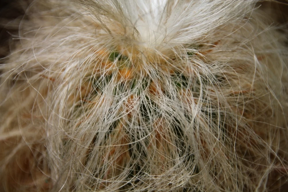 Kit De Culture - Vieil Homme Des Andes - 40 Graines - Oreocereus Celsianus 8 Kit De Culture - Vieil Homme Des Andes - 40 Graines - Oreocereus Celsianus - Image 6