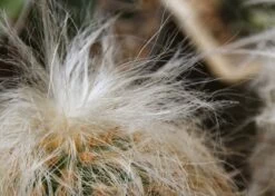 Kit De Culture - Vieil Homme Des Andes - 40 Graines - Oreocereus Celsianus 15 Kit De Culture - Vieil Homme Des Andes - 40 Graines - Oreocereus Celsianus -Flora Soldes 640642131e7c97.68380268