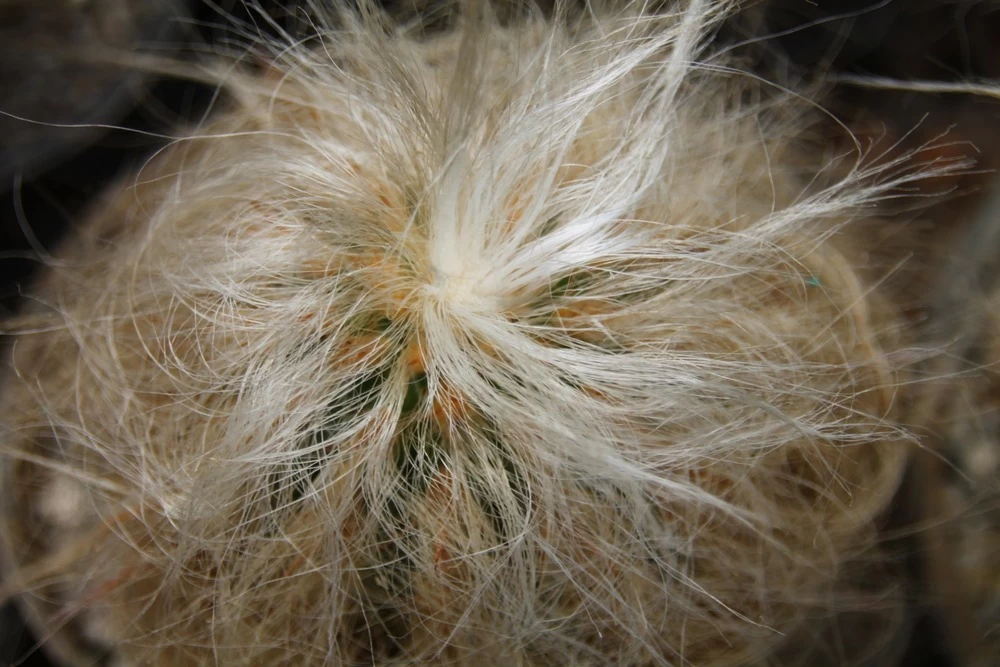 Kit De Culture - Vieil Homme Des Andes - 40 Graines - Oreocereus Celsianus 7 Kit De Culture - Vieil Homme Des Andes - 40 Graines - Oreocereus Celsianus - Image 5