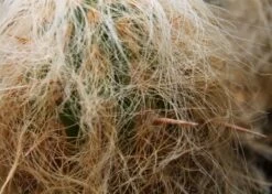 Kit De Culture - Vieil Homme Des Andes - 40 Graines - Oreocereus Celsianus 12 Kit De Culture - Vieil Homme Des Andes - 40 Graines - Oreocereus Celsianus -Flora Soldes 640642132a3d31.45958194