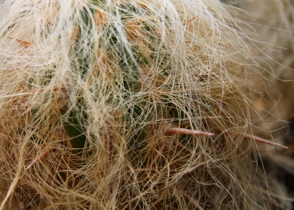 Kit De Culture - Vieil Homme Des Andes - 40 Graines - Oreocereus Celsianus 6 Kit De Culture - Vieil Homme Des Andes - 40 Graines - Oreocereus Celsianus - Image 4