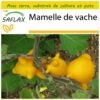 Kit De Culture - Mamelle De Vache - 10 Graines - Solanum Mammosum -Flora Soldes 64064214d3b7e5.78438688
