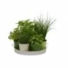 Plateau 7 Herbes Aromatiques -Flora Soldes 640a28135225b8.02093099
