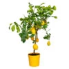 Citrus Limon - Citronnier - Arbre Fruitier - Persistant - ⌀21 Cm - ↕70-80 Cm -Flora Soldes 640b1fd8ed1f29.28505670