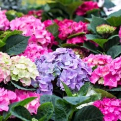 3x Hydrangea Macrophylla Mix – Hortensia – Arbuste - Rustique – ⌀14 Cm - ↕30-40 Cm -Flora Soldes 640b1ffd9bd139.56396936
