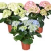 3x Hydrangea Macrophylla Mix – Hortensia – Arbuste - Rustique – ⌀14 Cm - ↕30-40 Cm -Flora Soldes 640b1ffd9f2ce4.32807115