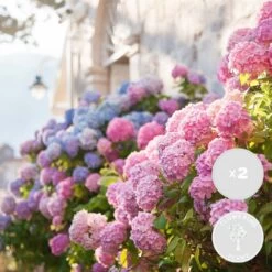 3x Hydrangea Macrophylla Mix – Hortensia – Arbuste - Rustique – ⌀14 Cm - ↕30-40 Cm -Flora Soldes 640b1ffda416d3.08037279