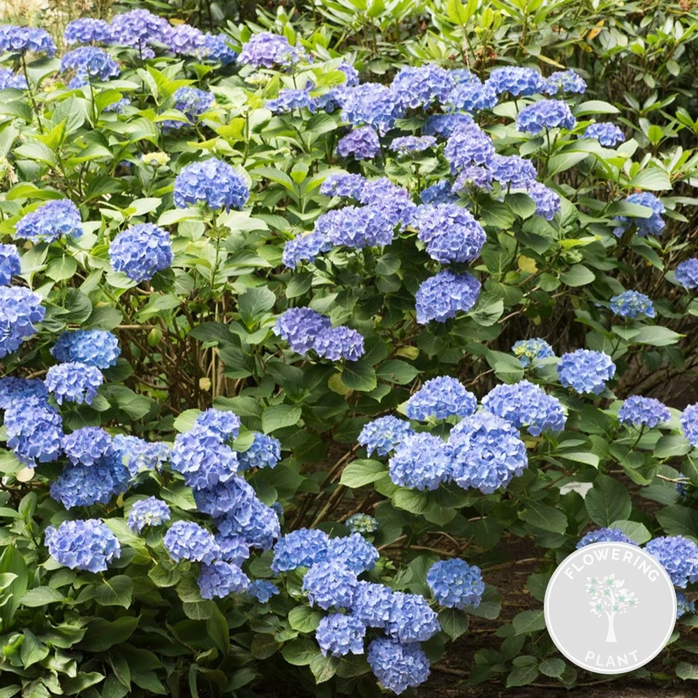 Hydrangea Macrophylla 'early Blue'– Hortensia – Arbuste - Rustique – ⌀14 Cm - ↕30-40 Cm 4 Hydrangea Macrophylla 'early Blue'– Hortensia – Arbuste - Rustique – ⌀14 Cm - ↕30-40 Cm – Image 2