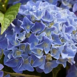 Hydrangea Macrophylla 'early Blue'– Hortensia – Arbuste - Rustique – ⌀14 Cm - ↕30-40 Cm 9 Hydrangea Macrophylla 'early Blue'– Hortensia – Arbuste - Rustique – ⌀14 Cm - ↕30-40 Cm -Flora Soldes 640b2008107088.98115395