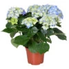 Hydrangea Macrophylla 'early Blue'– Hortensia – Arbuste - Rustique – ⌀14 Cm - ↕30-40 Cm -Flora Soldes 640b20081493c8.03099995