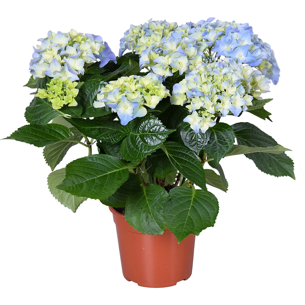 Hydrangea Macrophylla 'early Blue'– Hortensia – Arbuste - Rustique – ⌀14 Cm - ↕30-40 Cm 3 Hydrangea Macrophylla 'early Blue'– Hortensia – Arbuste - Rustique – ⌀14 Cm - ↕30-40 Cm