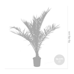 2x Phoenix Canariensis - Palmier Dattier Des Canaries - Palmier - Rustique – ⌀19 Cm - ↕80-100 Cm -Flora Soldes 640b20121a6e42.84880021