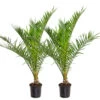 2x Phoenix Canariensis - Palmier Dattier Des Canaries - Palmier - Rustique – ⌀19 Cm - ↕80-100 Cm 1 2x Phoenix Canariensis - Palmier Dattier Des Canaries - Palmier - Rustique – ⌀19 Cm - ↕80-100 Cm -Flora Soldes 640b20121ebb14.14754222
