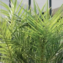 2x Phoenix Canariensis - Palmier Dattier Des Canaries - Palmier - Rustique – ⌀19 Cm - ↕80-100 Cm -Flora Soldes 640b20122ac528.41887841