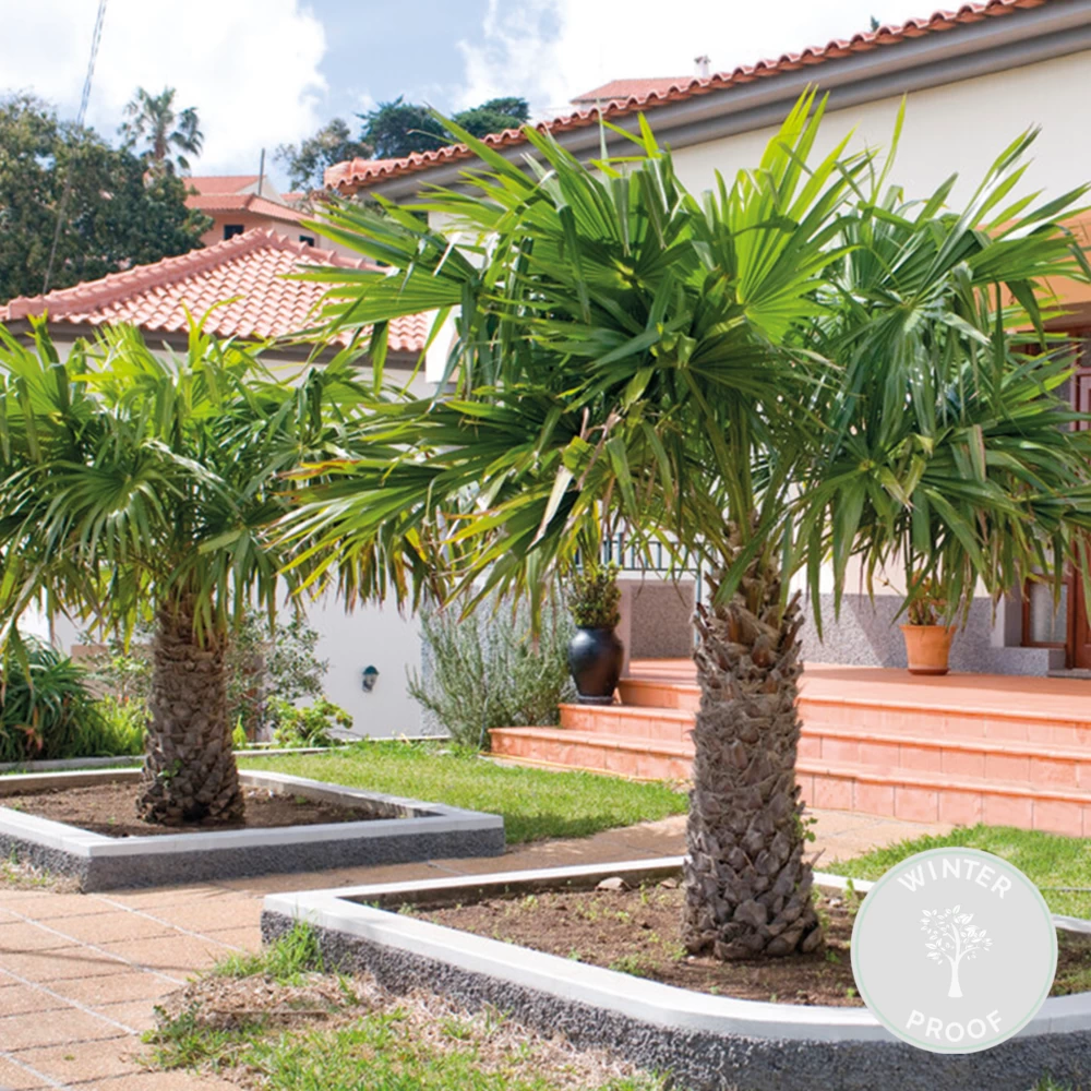 Trachycarpus Fortunei - Palmier Chinois - Palmier - Rustique – ⌀24 Cm - ↕70-80 Cm 4 Trachycarpus Fortunei - Palmier Chinois - Palmier - Rustique – ⌀24 Cm - ↕70-80 Cm - Image 2