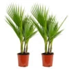 2x Washingtonia Robusta - Palmier Mexicain - Palmier Extérieur - Persistant – ⌀17 Cm - ↕60-75 Cm -Flora Soldes 640b201d697386.42567210
