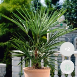 2x Washingtonia Robusta - Palmier Mexicain - Palmier Extérieur - Persistant – ⌀17 Cm - ↕60-75 Cm -Flora Soldes 640b201d89f661.12394598