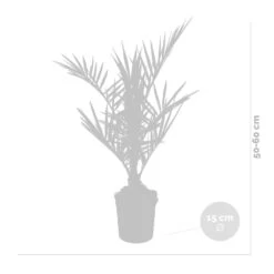 Phoenix Canariensis - Palmier Dattier Des Canaries - Palmier - Rustique – ⌀15 Cm - ↕50-60 Cm -Flora Soldes 640b203444f913.77342743