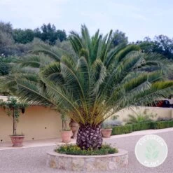 Phoenix Canariensis - Palmier Dattier Des Canaries - Palmier - Rustique – ⌀15 Cm - ↕50-60 Cm -Flora Soldes 640b2034481475.42009213
