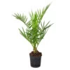 Phoenix Canariensis - Palmier Dattier Des Canaries - Palmier - Rustique – ⌀15 Cm - ↕50-60 Cm 1 Phoenix Canariensis - Palmier Dattier Des Canaries - Palmier - Rustique – ⌀15 Cm - ↕50-60 Cm -Flora Soldes 640b20345913e6.71857201