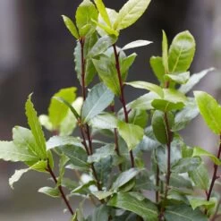 Laurus Nobilis - Laurier De Cuisine - Arbuste - Persistant – ⌀15 Cm - ↕30-45 Cm 9 Laurus Nobilis - Laurier De Cuisine - Arbuste - Persistant – ⌀15 Cm - ↕30-45 Cm -Flora Soldes 640b2035a542b3.52551879