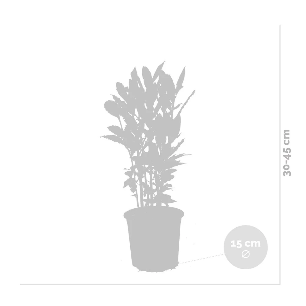 Laurus Nobilis - Laurier De Cuisine - Arbuste - Persistant – ⌀15 Cm - ↕30-45 Cm 5 Laurus Nobilis - Laurier De Cuisine - Arbuste - Persistant – ⌀15 Cm - ↕30-45 Cm - Image 3