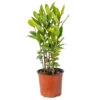 Laurus Nobilis - Laurier De Cuisine - Arbuste - Persistant – ⌀15 Cm - ↕30-45 Cm -Flora Soldes 640b2035b40c32.58323890