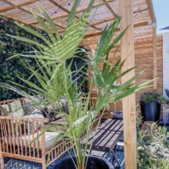 Chamaerops 'humilis' - Palmier Nain Européen - Palmier - Rustique – ⌀21 Cm - ↕60-75 Cm -Flora Soldes 640b20387cbca8.56196349