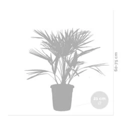 Chamaerops 'humilis' - Palmier Nain Européen - Palmier - Rustique – ⌀21 Cm - ↕60-75 Cm -Flora Soldes 640b2038839908.05362833