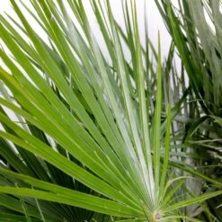 Chamaerops 'humilis' - Palmier Nain Européen - Palmier - Rustique – ⌀21 Cm - ↕60-75 Cm -Flora Soldes 640b203886c264.75399730