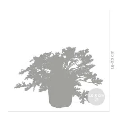 3x Pelargonium Graveolens – Géranium Citronné – Anti-moustique - Parfumé – ⌀10.5 Cm - ↕15-20 Cm 8 3x Pelargonium Graveolens – Géranium Citronné – Anti-moustique - Parfumé – ⌀10.5 Cm - ↕15-20 Cm -Flora Soldes 640b2055ea72a1.18971844