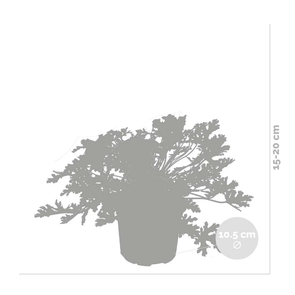3x Pelargonium Graveolens – Géranium Citronné – Anti-moustique - Parfumé – ⌀10.5 Cm - ↕15-20 Cm 5 3x Pelargonium Graveolens – Géranium Citronné – Anti-moustique - Parfumé – ⌀10.5 Cm - ↕15-20 Cm - Image 3