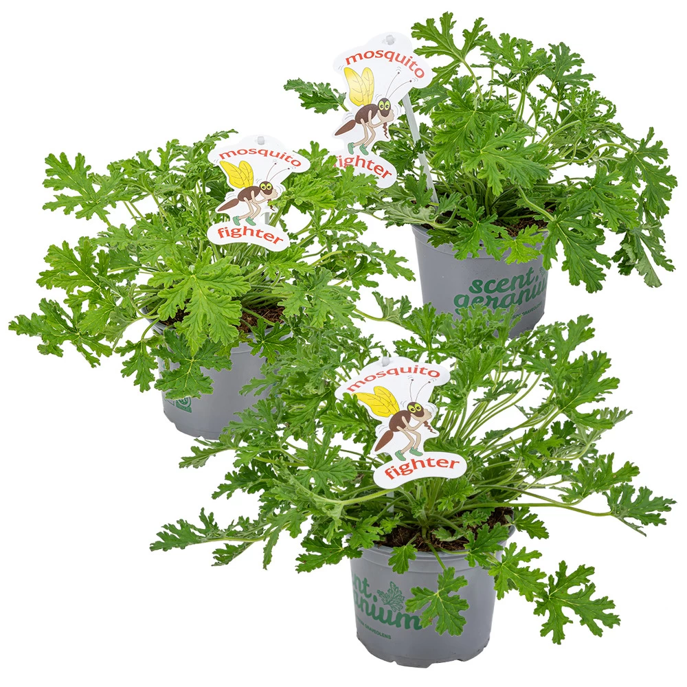 3x Pelargonium Graveolens – Géranium Citronné – Anti-moustique - Parfumé – ⌀10.5 Cm - ↕15-20 Cm 3 3x Pelargonium Graveolens – Géranium Citronné – Anti-moustique - Parfumé – ⌀10.5 Cm - ↕15-20 Cm