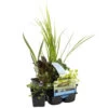 6x Mélange De Plantes De Bassin Purifiantes – Zone 2 & 3 – Faible Entretien - ⌀9 Cm - ↕05-20 Cm -Flora Soldes 640b20666d0ea5.57822613