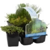 6x Mélange De Plantes De Bassin Riches En Oxygène - Zone 2 & 3 - ⌀9 Cm - ↕15-25 Cm -Flora Soldes 640b206c715918.73574973