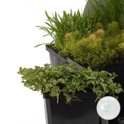 6x Mélange De Plantes De Bassin Riches En Oxygène - Zone 2 & 3 - ⌀9 Cm - ↕15-25 Cm -Flora Soldes 640b206c7827d5.11197887