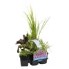 6x Mélange De Plantes Parfumées Pour Bassin – Zone 2 & 3 – Faible Entretien - ⌀9 Cm - ↕15-25 Cm -Flora Soldes 640b206f4ce256.00728253