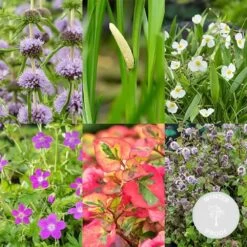 6x Mélange De Plantes Parfumées Pour Bassin – Zone 2 & 3 – Faible Entretien - ⌀9 Cm - ↕15-25 Cm -Flora Soldes 640b206f511626.68873205