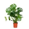 Monstera Deliciosa - Plante Trouée - Plante D'intérieur - Purificateur D'air – ⌀21 Cm - ↕70-80 Cm -Flora Soldes 640b20b6623dd5.70271821