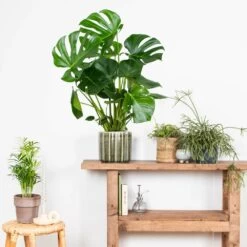 Monstera Deliciosa - Plante Trouée - Plante D'intérieur - Purificateur D'air – ⌀21 Cm - ↕70-80 Cm -Flora Soldes 640b20b66958b4.75271986