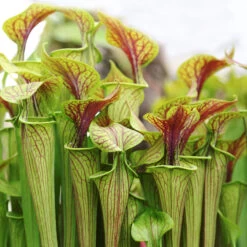 2x Sarracenia 'juthatip Soper' – Plante Carnivore – Entretien Facile ⌀12 Cm – ↕10-20cm -Flora Soldes 640b20de0d95e6.50661912