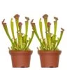 2x Sarracenia 'juthatip Soper' – Plante Carnivore – Entretien Facile ⌀12 Cm – ↕10-20cm 1 2x Sarracenia 'juthatip Soper' – Plante Carnivore – Entretien Facile ⌀12 Cm – ↕10-20cm -Flora Soldes 640b20de1bd8a6.68151714